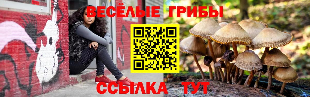 Псилоцибиновые грибы Psilocybine cubensis Вольск